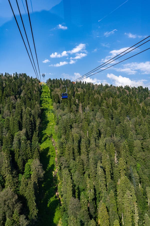 View from the cabin of the cable car on a clear summer day. Below are tall trees, firs, conifers. View from the cabin of the cable car on a clear summer day. Below are tall trees, firs, conifers