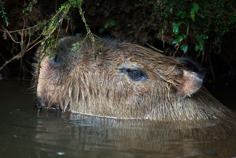 Natación en capibara imagen de archivo. Imagen de largest - 179043151