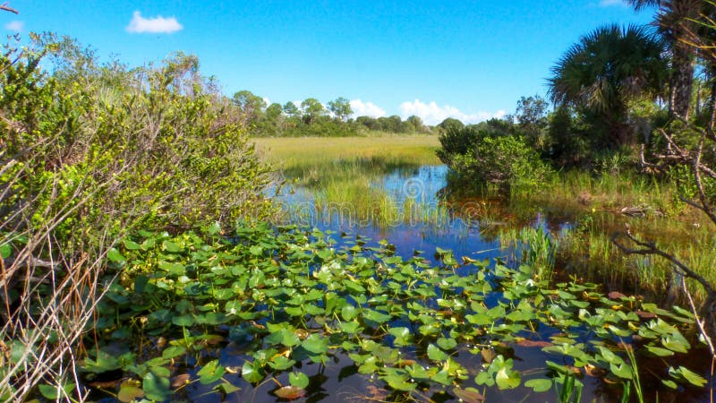 Viste dalle Everglades della Florida - Zona naturale di Slough fotografie stock libere da diritti Viste dalle Everglades della Florida - Zona naturale di Slough fotografie stock libere da diritti