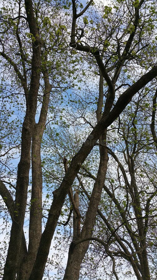 Visualizza in verde la natura di diramazione dell'albero fotografia stock libera da diritti
