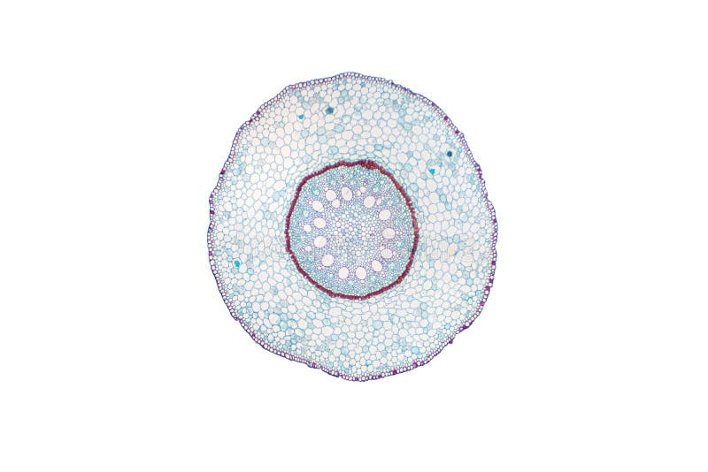 Visualizzazione a tendina della sezione trasversale della radice di monocot al microscopio per l'istruzione botanica
