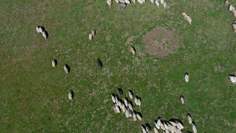 Visão de aves de um bando de ovinos correndo aleatoriamente num prado verde