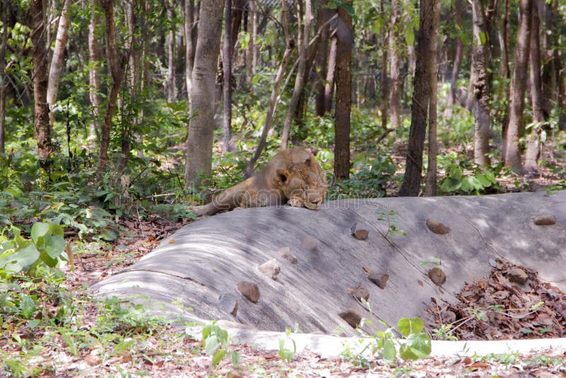Visão de detalhe de uma leoa adormecida fotografia de stock