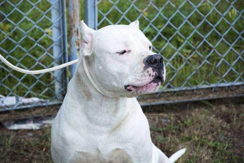 Vit Amstaff hund fotografering för bildbyråer. Bild av tafsar 60351367