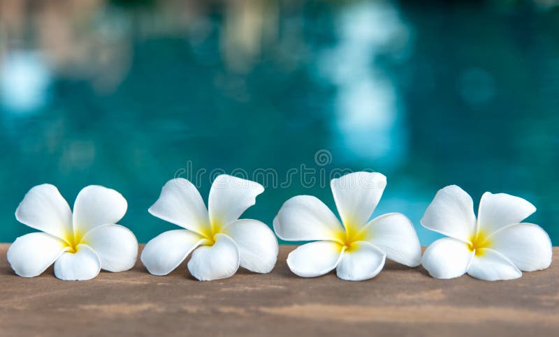 Vit blomma för tropisk frangipani nära simbassängen, blommabrunnsort arkivfoton Vit blomma för tropisk frangipani nära simbassängen, blommabrunnsort arkivfoton