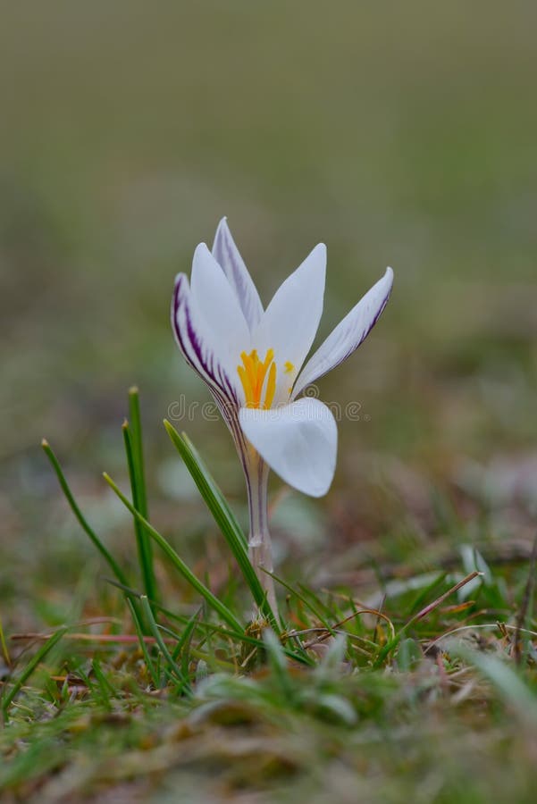 Vit blomma på fält arkivbilder Vit blomma på fält arkivbilder