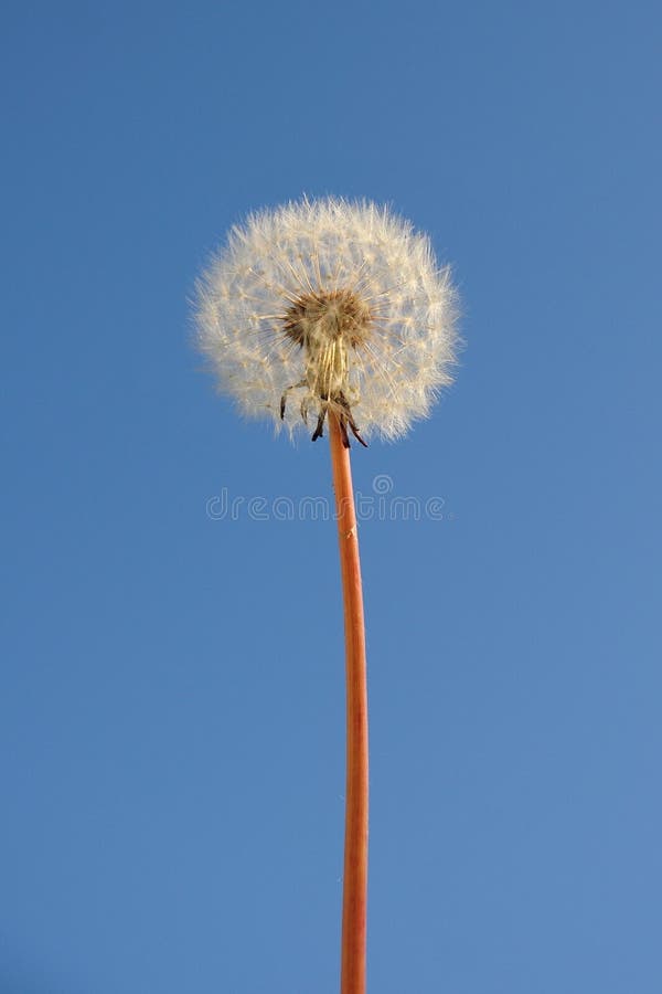 Vit bläckstråle med fröhuvud mot blå himmel. arkivbild