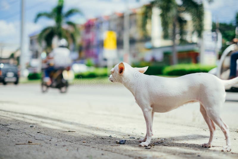 Vit chihuahuahund som ser in mot vägen arkivfoto Vit chihuahuahund som ser in mot vägen arkivfoto