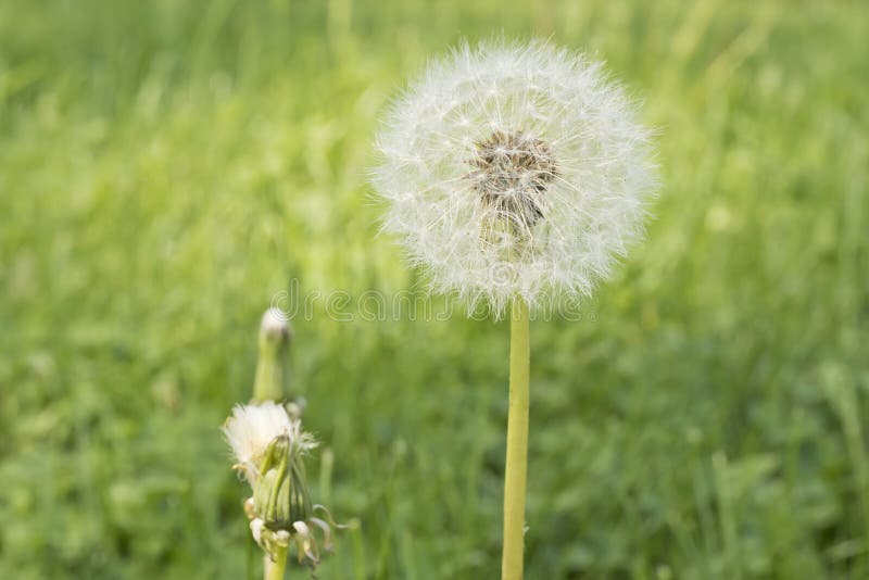 Vit dandelionblomning på gården royaltyfri fotografi