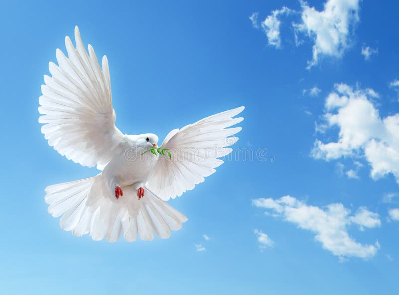 Low angle view of white dove with spread sings and leaves in mouth, blue sky and cloudscape background. Low angle view of white dove with spread sings and leaves in mouth, blue sky and cloudscape background.