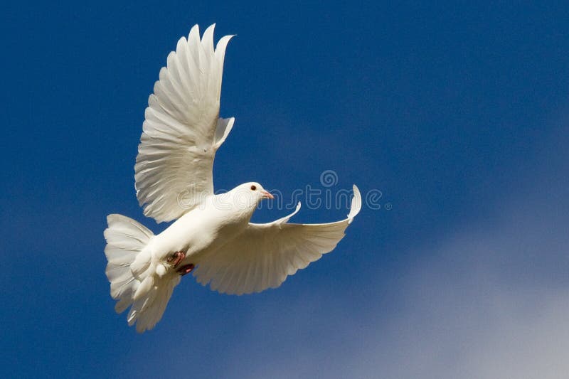 White dove in flight against blue sky with white cloud. White dove in flight against blue sky with white cloud