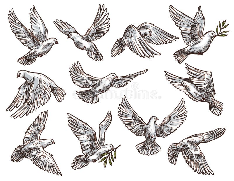 Vit duva med den olivgröna filialen som flyger duvafåglar vektor illustrationer Vit duva med den olivgröna filialen som flyger duvafåglar vektor illustrationer