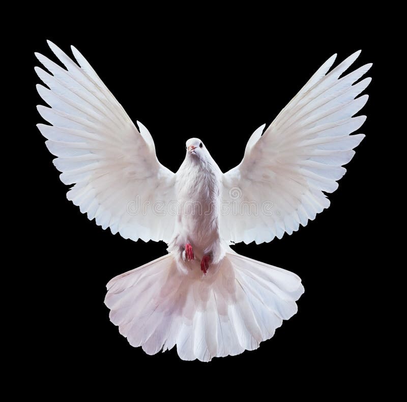 White dove with spread wings on a black background. Often used as a peace symbol. White dove with spread wings on a black background. Often used as a peace symbol.