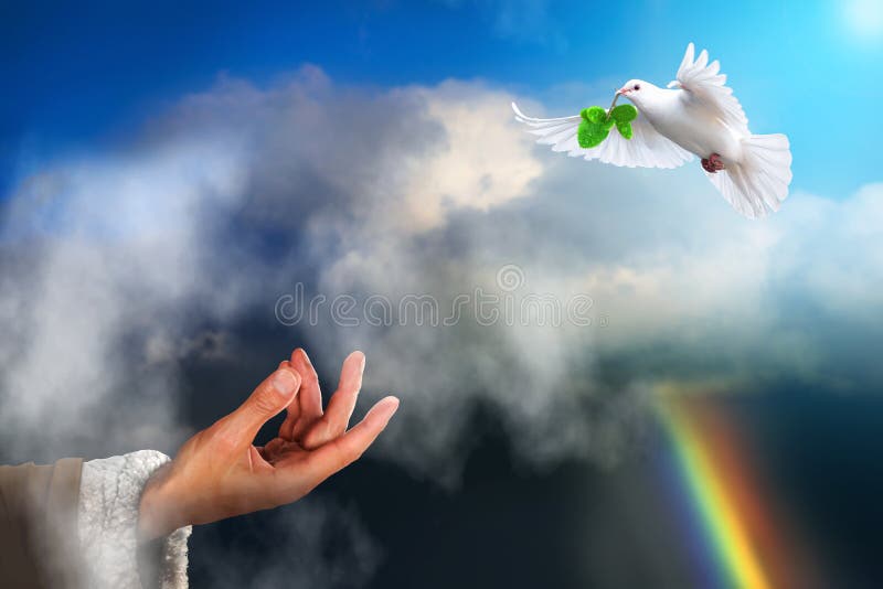 White dove bird returning to Noah carrying a freshly plucked olive leaf. Noah`s ark bible story concept. White dove bird returning to Noah carrying a freshly plucked olive leaf. Noah`s ark bible story concept