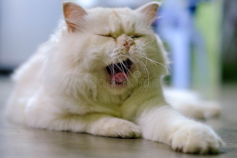 Vit ett persiskt slut för katt upp ståenden arkivfoto