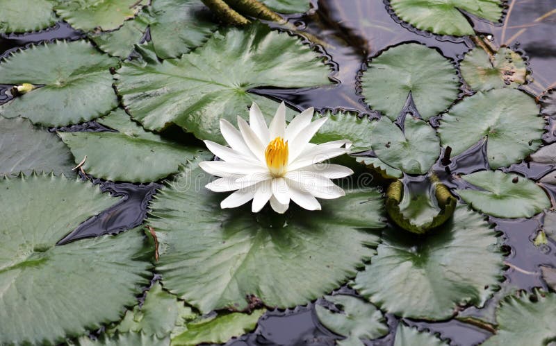Vit flor de loto för liljablommaloto beautful färger royaltyfria bilder Vit flor de loto för liljablommaloto beautful färger royaltyfria bilder