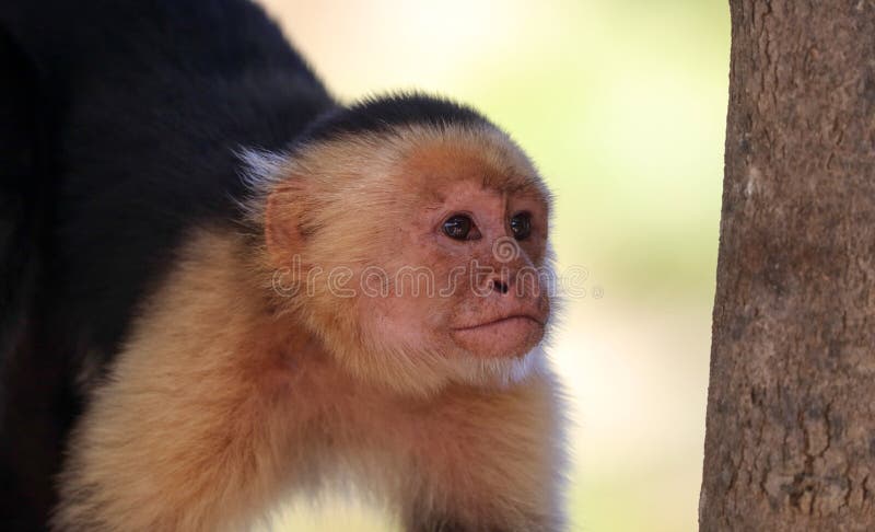 vit framsida för Vit-hövdad Capuchinapa i djungeln av Costa Rica arkivfoto vit framsida för Vit-hövdad Capuchinapa i djungeln av Costa Rica arkivfoto