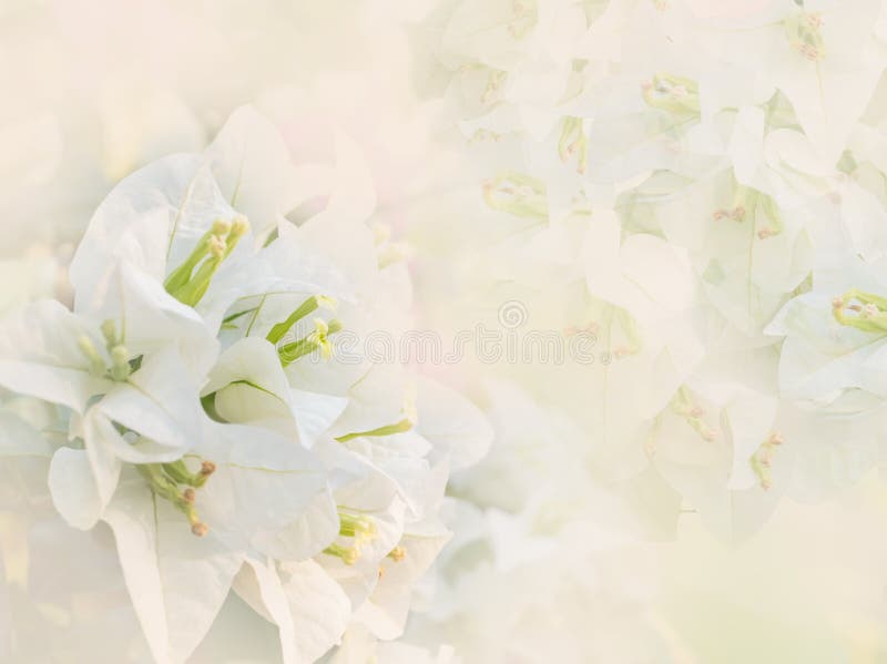Vit färg av pappers- eller bougainvilleablommor royaltyfria foton Vit färg av pappers- eller bougainvilleablommor royaltyfria foton