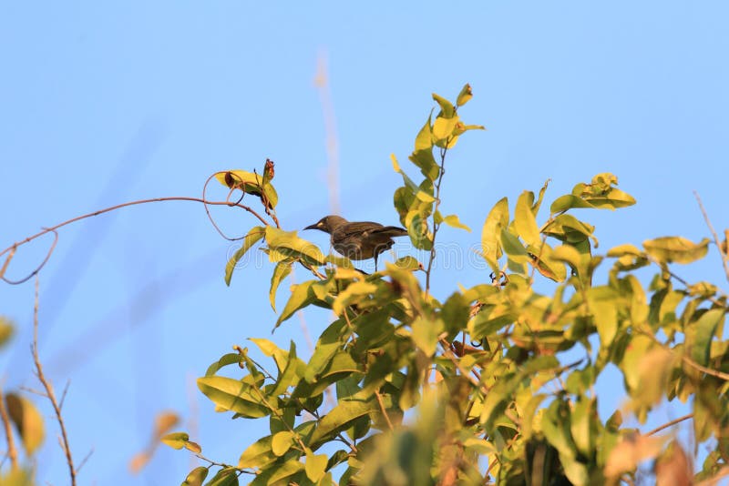 White-gaped Honeyeater (Lichenostomus unicolor) in Darwin, Australia. White-gaped Honeyeater (Lichenostomus unicolor) in Darwin, Australia