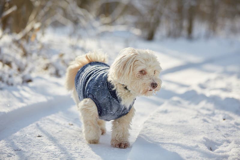 Vit havanese hund i snön royaltyfri foto Vit havanese hund i snön royaltyfri foto