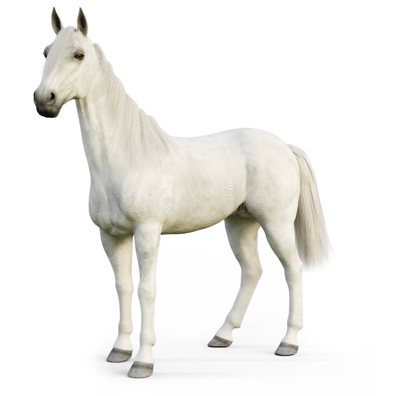 White stallion horse on an isolated white background. 3d rendering. White stallion horse on an isolated white background. 3d rendering