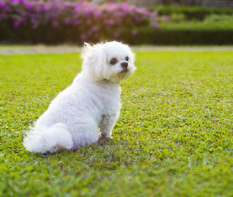 Vit hund arkivfoto. Bild av angus, actinium 33508752