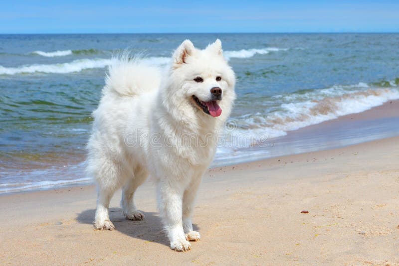 Vit hundSamoyed står nära havet på en solig dag royaltyfria bilder Vit hundSamoyed står nära havet på en solig dag royaltyfria bilder