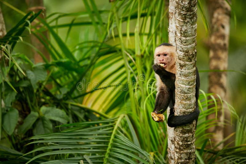 Vit-hövdad Capuchin, svart apasammanträde på trädfilial i th arkivbild Vit-hövdad Capuchin, svart apasammanträde på trädfilial i th arkivbild