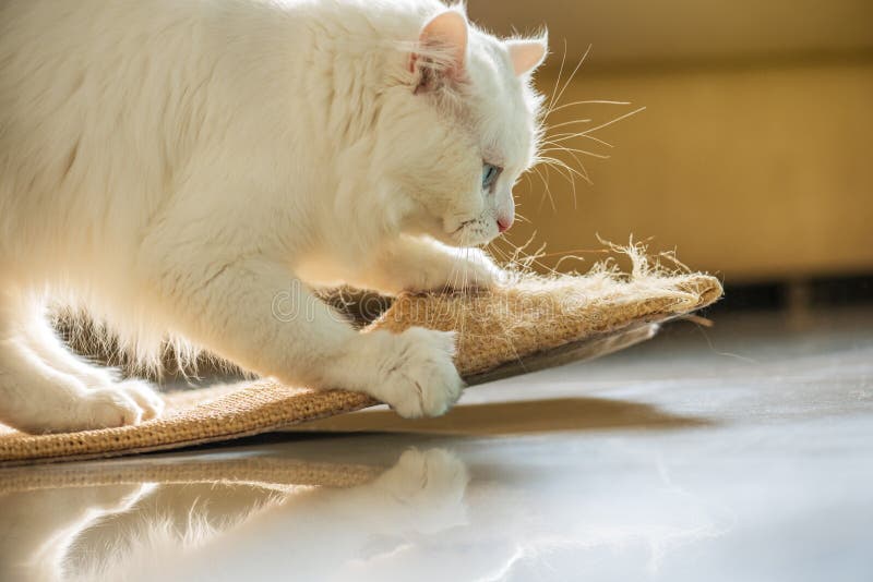Vit katt och skrapastolpe royaltyfria bilder Vit katt och skrapastolpe royaltyfria bilder