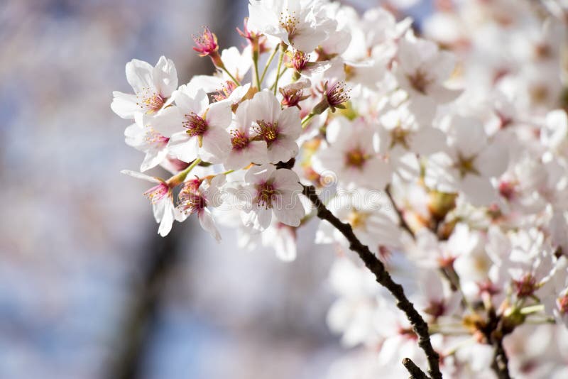 Vit körsbär ( Sakura) blomning i vårsäsong med bakgrund för blå himmel royaltyfria bilder Vit körsbär ( Sakura) blomning i vårsäsong med bakgrund för blå himmel royaltyfria bilder