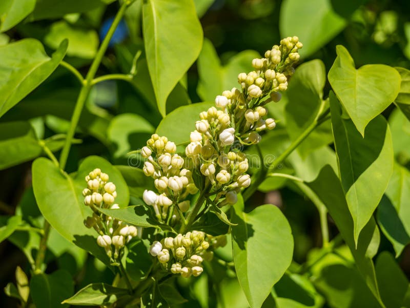 Vit lilac-blomma i parken arkivfoto