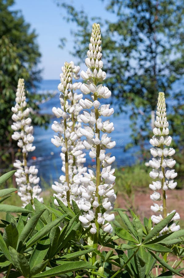 Vit Lupine på den Lake Superior shorelinen royaltyfri foto Vit Lupine på den Lake Superior shorelinen royaltyfri foto