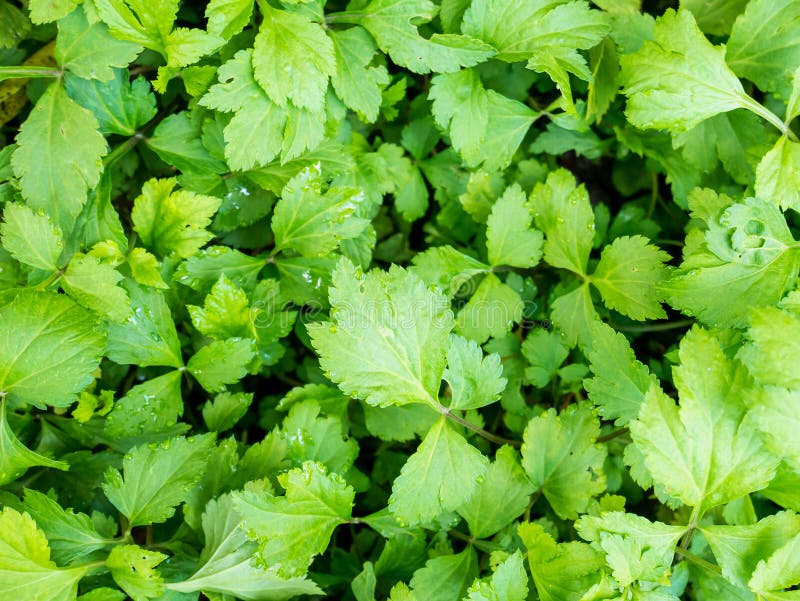 Vit Mugwort arkivfoto Vit Mugwort arkivfoto