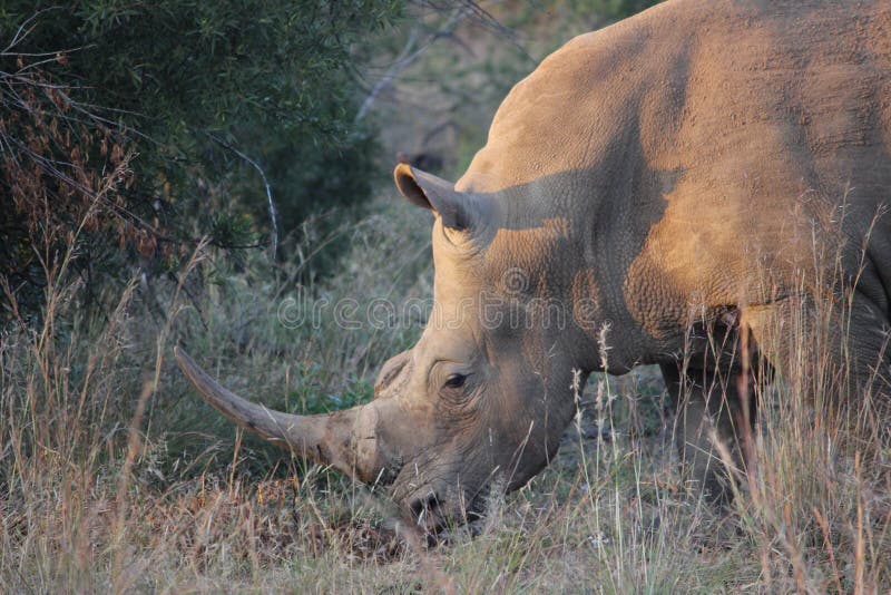 Vit noshörning Sydafrika royaltyfria foton Vit noshörning Sydafrika royaltyfria foton