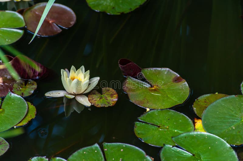 Vit nymphaea eller näckros med gula hjärtablommor och gröna blad i vatten med den stillsamma reflexionen i trädgårddammet, närbil royaltyfri bild Vit nymphaea eller näckros med gula hjärtablommor och gröna blad i vatten med den stillsamma reflexionen i trädgårddammet, närbil royaltyfri bild