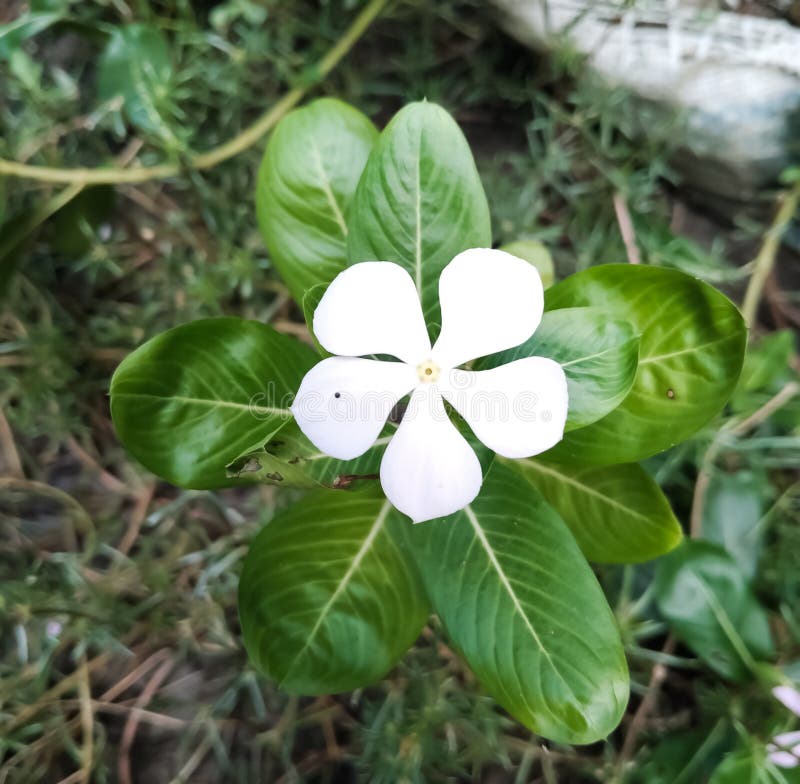 Vit periwinkle-blomma med levande gröna blad. royaltyfri fotografi