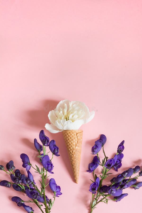 Vit pionblomma i dillandekotte och ultraviolett aconitum på rosa bakgrund sommar för snäckskal för sand för bakgrundsbegreppsram fotografering för bildbyråer Vit pionblomma i dillandekotte och ultraviolett aconitum på rosa bakgrund sommar för snäckskal för sand för bakgrundsbegreppsram fotografering för bildbyråer