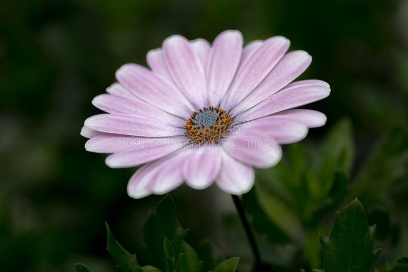 Vit purpurfärgad Osteospermum för afrikansk tusensköna blomma royaltyfria foton Vit purpurfärgad Osteospermum för afrikansk tusensköna blomma royaltyfria foton
