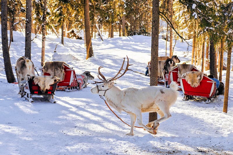 Vit renbanhoppning i vinterlantgård på Lapland Finland royaltyfri bild Vit renbanhoppning i vinterlantgård på Lapland Finland royaltyfri bild