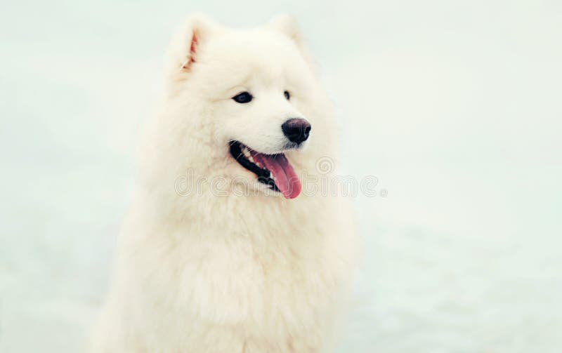 Vit Samoyedhund för gullig lycklig vinter på snö fotografering för bildbyråer Vit Samoyedhund för gullig lycklig vinter på snö fotografering för bildbyråer