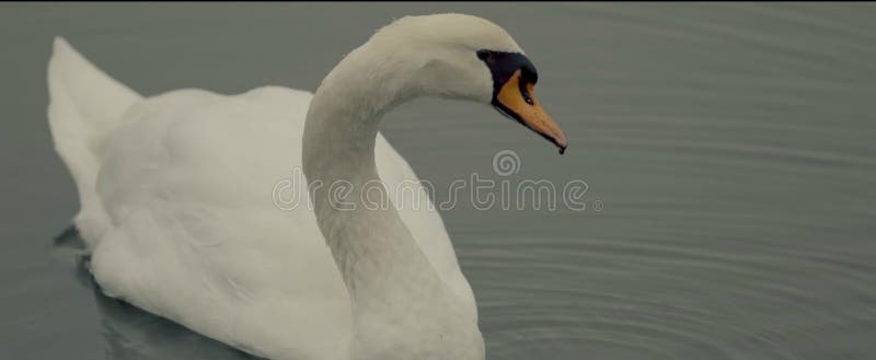 Vit sjösvan royaltyfria bilder Vit sjösvan royaltyfria bilder