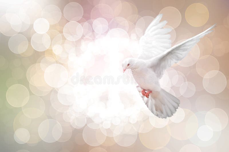 White Dove on vintage Bokeh. White Dove on vintage Bokeh