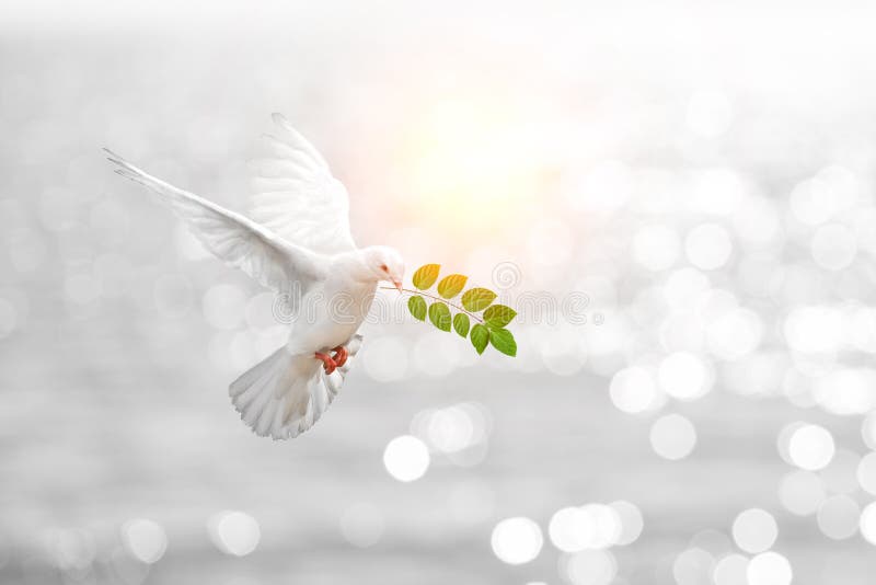 White Dove carrying leaf branch. White Dove carrying leaf branch