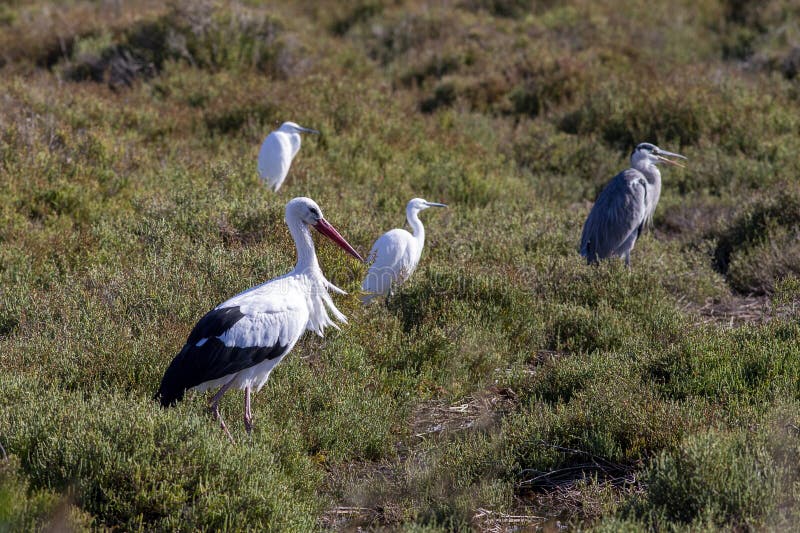 Vit stork, Ciconia ciconia, med illrar och en grå öron royaltyfri bild Vit stork, Ciconia ciconia, med illrar och en grå öron royaltyfri bild