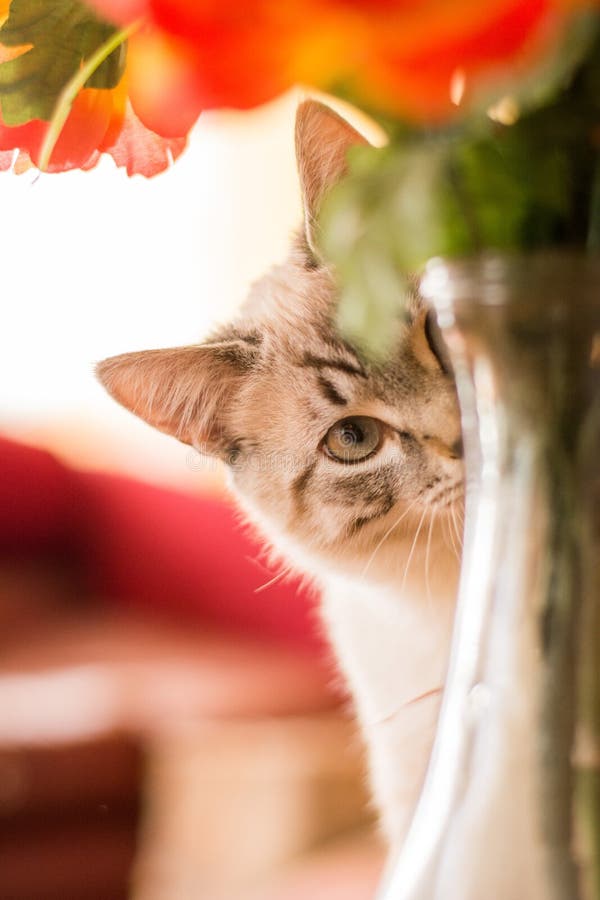 Vit strippad tabby katt i vardagsrummet sniffa blomvas. Vit strimlad tablett av katt inomhus