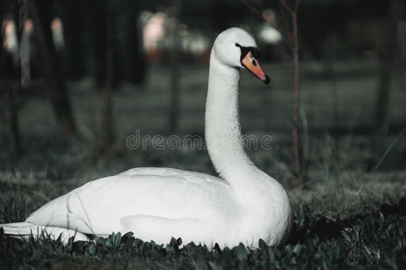 Vit svan på gräset arkivfoto Vit svan på gräset arkivfoto
