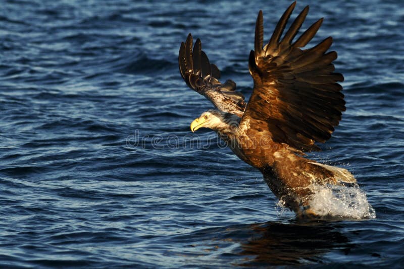 Vit-tailed örn i flykten som jagar fisken från havet, Norge, Haliaeetusalbicilla, majestätisk havsörn med stora jordluckrare som arkivfoton Vit-tailed örn i flykten som jagar fisken från havet, Norge, Haliaeetusalbicilla, majestätisk havsörn med stora jordluckrare som arkivfoton
