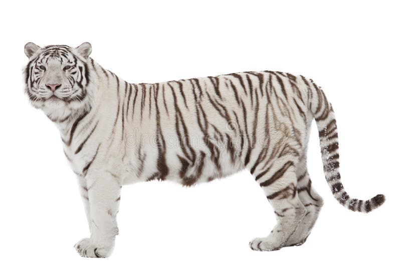 Vit tiger royaltyfria foton Vit tiger royaltyfria foton