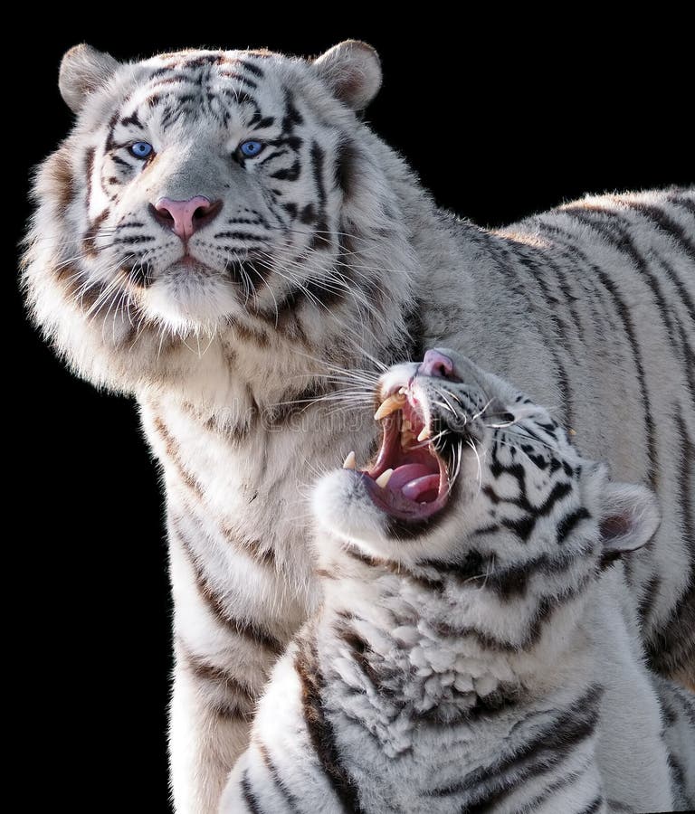 Vit tigerPantheratigris bengalensis som isoleras på svart arkivfoton Vit tigerPantheratigris bengalensis som isoleras på svart arkivfoton