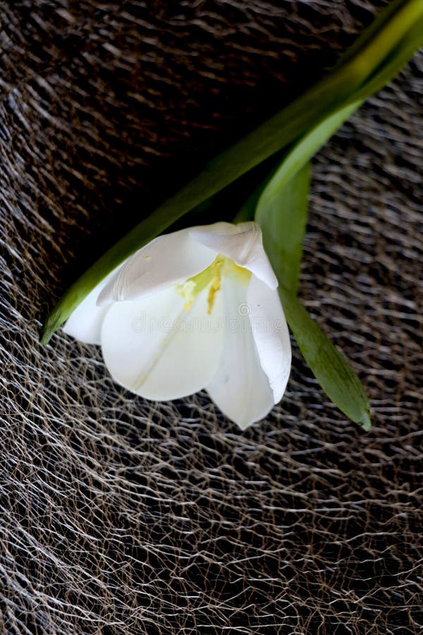 Vit tulpan på en svart bakgrund en delikat tulpanblomma med vita kronblad och ljust - gräsplansidor på en mörk bakgrund arkivbild Vit tulpan på en svart bakgrund en delikat tulpanblomma med vita kronblad och ljust - gräsplansidor på en mörk bakgrund arkivbild